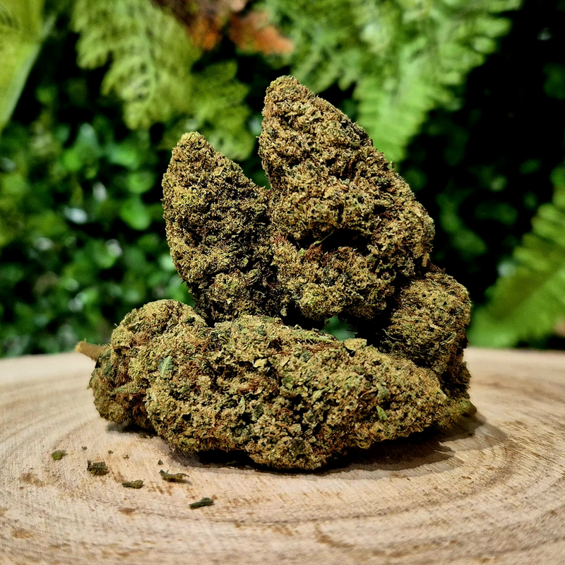CX7 FLEURS SHERBLATO ORANGE BUD PACA CBD SHOP ORANGE 84100 THV-N10 10-OH-HHC THZ