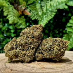 CX7 ZOAP ORANGE BUD PACA CBD SHOP ORANGE 84100 THV-N10 10-OH-HHC THZ