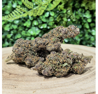 PURPLE HAZE FLEURS CBD HYDROPONIE ORANGE BUD PACA CBD CRD SHOP 84100