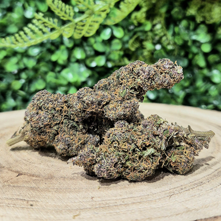 PURPLE HAZE FLEURS CBD HYDROPONIE ORANGE BUD PACA CBD CRD SHOP 84100