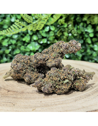 PURPLE HAZE FLEURS CBD HYDROPONIE ORANGE BUD PACA CBD CRD SHOP 84100