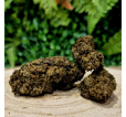 GAZ BERRY - Fleurs 25% 10-OH-HHC GAZ BERRY - Fleurs 25% 10-OH-HHC