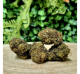 ALIEN OG - Fleurs 25% 10-OH-HHC ALIEN OG - Fleurs 25% 10-OH-HHC