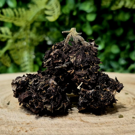 PURPLE FLEURS CBD HYDROPONIE ORANGE BUD PACA CBD THZ 10-OH-HHC SHOP 84100