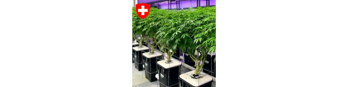 FLEURS CBD HYDROPONIQUES MADE IN SUISSE