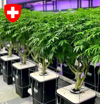Fleurs CBD HYDRO & AERO Qualité Suisse